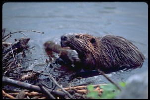 beaver