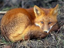 fox