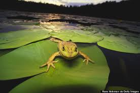 frog on lily pad