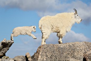 mountain-goats-600x400