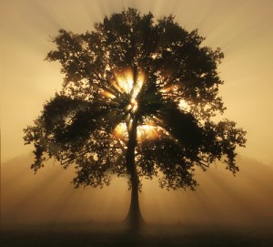 tree of light