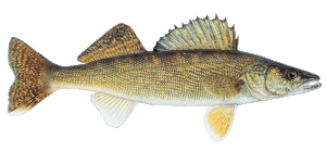 Walleye