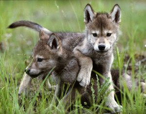 wolf pups