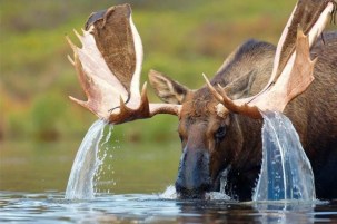 moose in lake