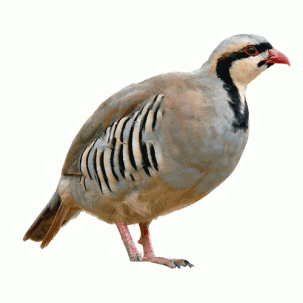 partridge